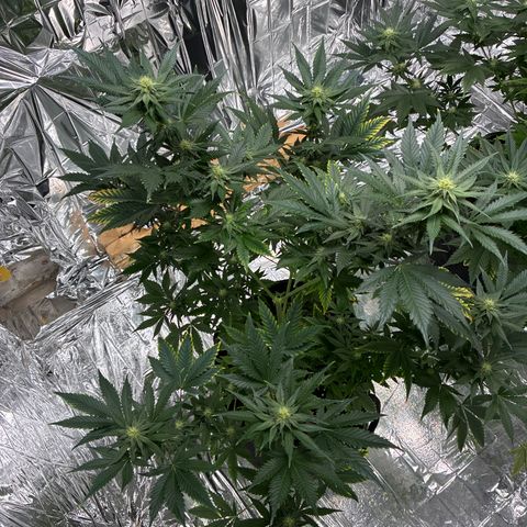 Pineapple Kush #1 growlog timeline photo