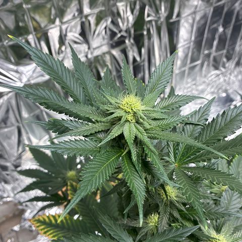 Pineapple Kush #1 growlog timeline photo