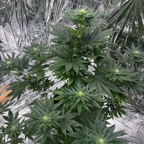 Pineapple Kush #2 growlog timeline photo