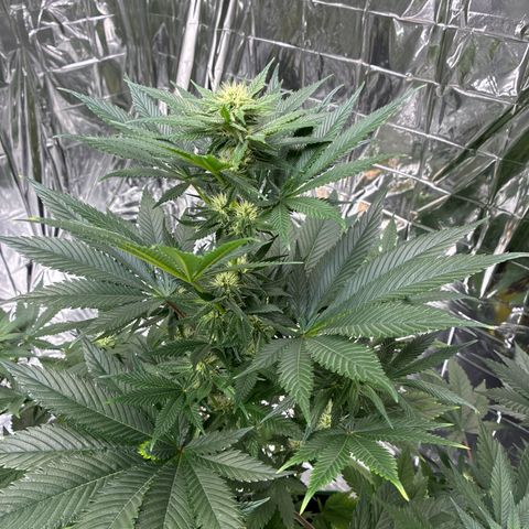 Pineapple Kush #2 growlog timeline photo