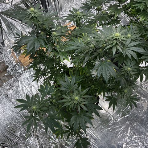 Pineapple Kush #1 growlog timeline photo