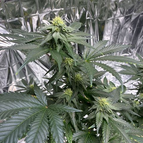 Pineapple Kush #1 growlog timeline photo