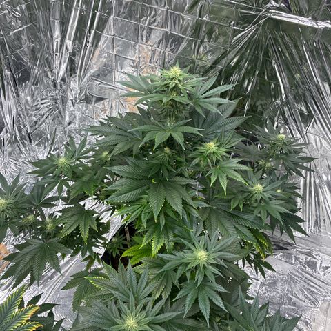Pineapple Kush #2 growlog timeline photo