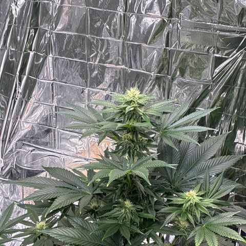 Pineapple Kush #2 growlog timeline photo