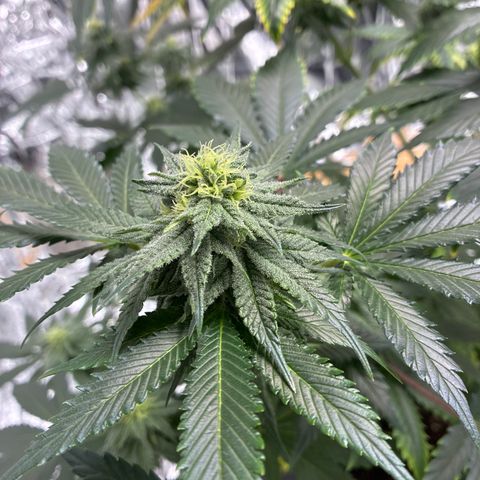 Pineapple Kush #1 growlog timeline photo