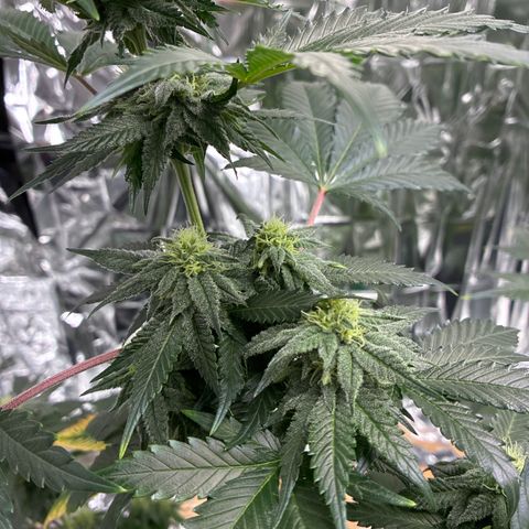 Pineapple Kush #1 growlog timeline photo