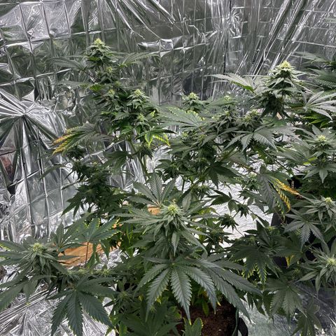 Pineapple Kush #1 growlog timeline photo