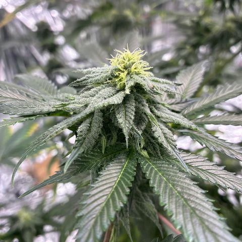 Pineapple Kush #1 growlog timeline photo