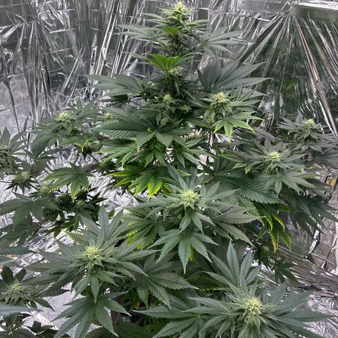 Pineapple Kush #2 growlog timeline photo