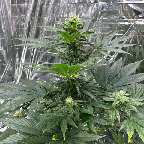 Pineapple Kush #2 growlog timeline photo