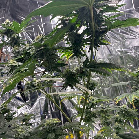 Pineapple Kush #1 growlog timeline photo