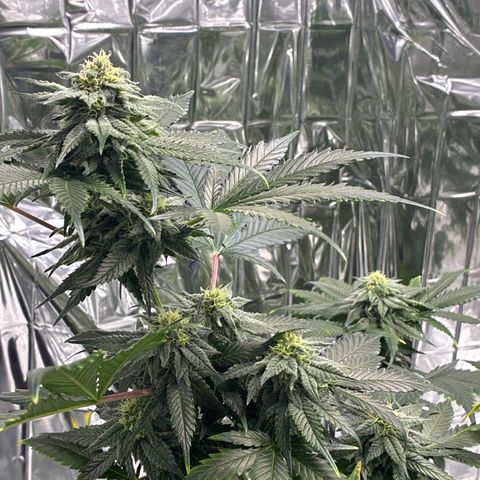 Pineapple Kush #1 growlog timeline photo