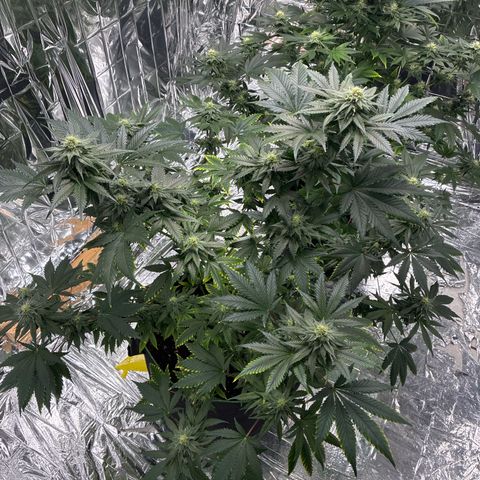 Pineapple Kush #1 growlog timeline photo