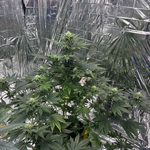 Pineapple Kush #2 growlog timeline photo