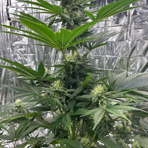 Pineapple Kush #2 growlog timeline photo