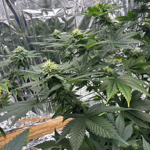 Pineapple Kush #2 growlog timeline photo