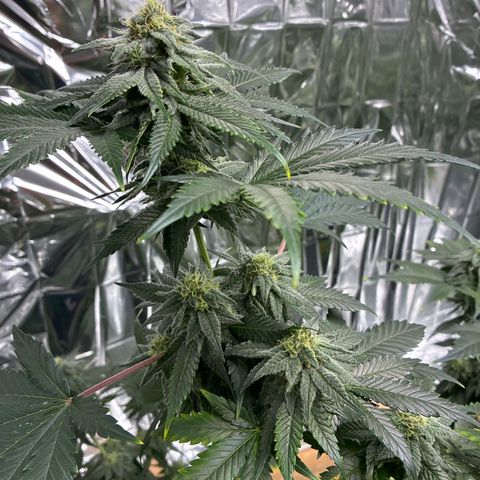 Pineapple Kush #1 growlog timeline photo
