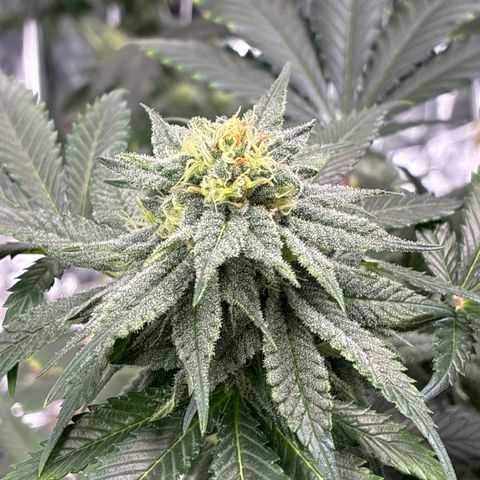 Pineapple Kush #1 growlog timeline photo