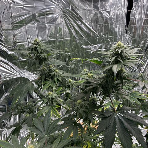Pineapple Kush #1 growlog timeline photo