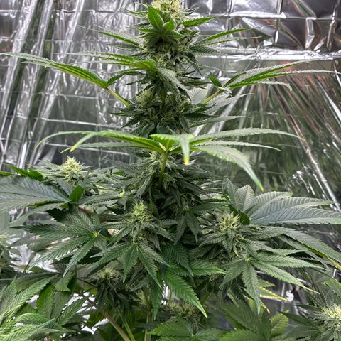 Pineapple Kush #2 growlog timeline photo