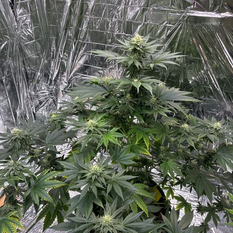 Pineapple Kush #2 growlog timeline photo