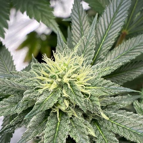 Pineapple Kush #2 growlog timeline photo