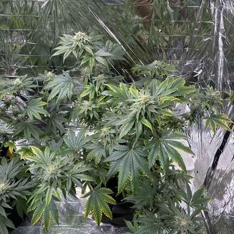 Pineapple Kush #1 growlog timeline photo