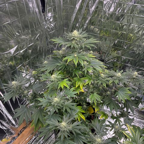 Pineapple Kush #2 growlog timeline photo