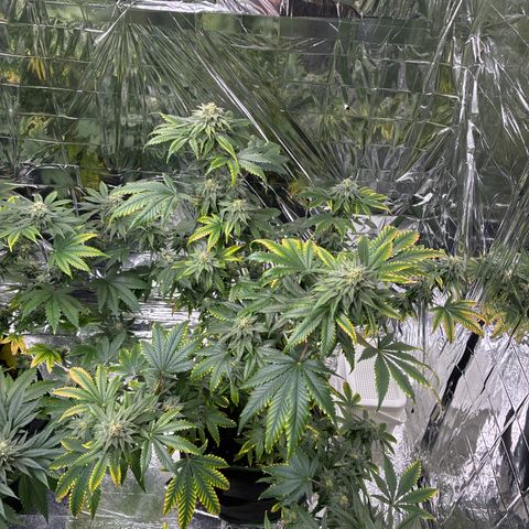 Pineapple Kush #1 growlog timeline photo