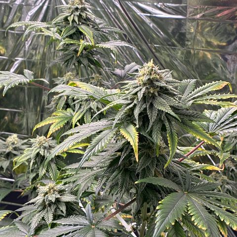 Pineapple Kush #1 growlog timeline photo
