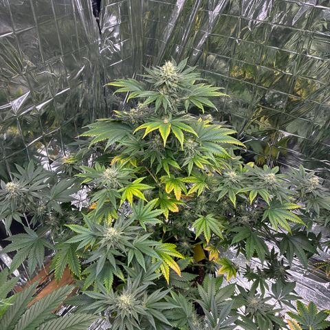 Pineapple Kush #2 growlog timeline photo
