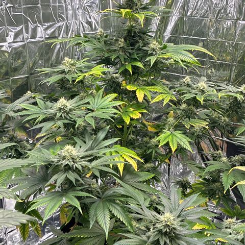 Pineapple Kush #2 growlog timeline photo