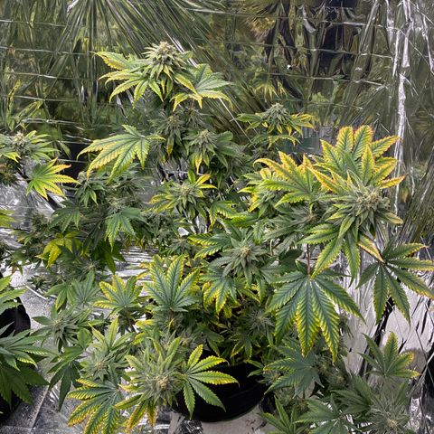 Pineapple Kush #1 growlog timeline photo