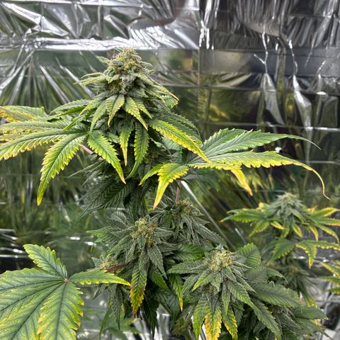 Pineapple Kush #1 growlog timeline photo
