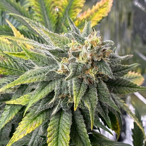 Pineapple Kush #1 growlog timeline photo
