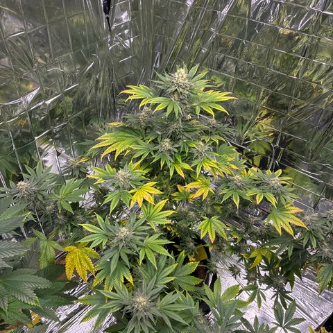 Pineapple Kush #2 growlog timeline photo