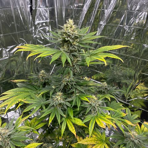 Pineapple Kush #2 growlog timeline photo