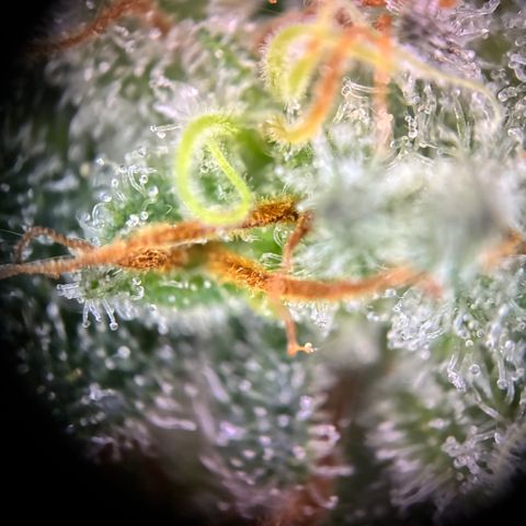Pineapple Kush #1 growlog timeline photo