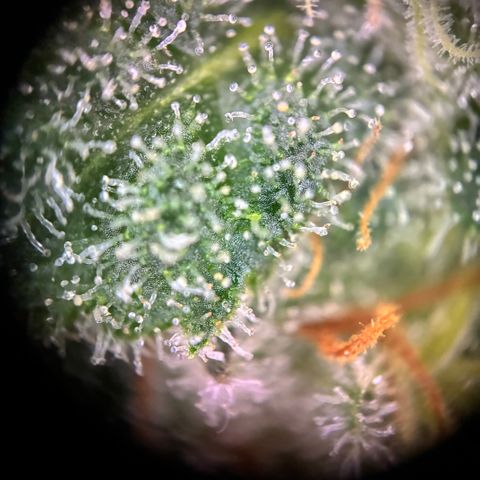 Pineapple Kush #1 growlog timeline photo