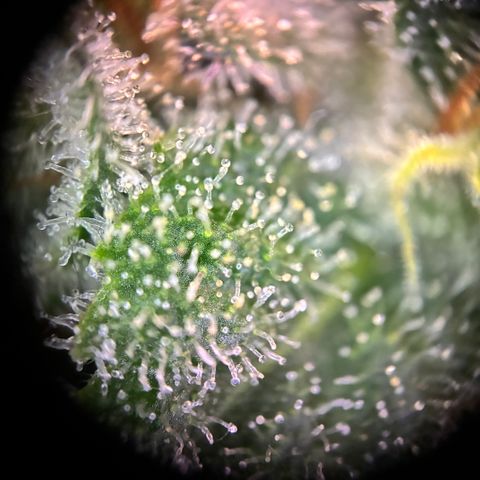 Pineapple Kush #1 growlog timeline photo