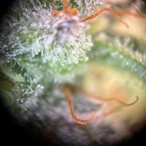 Pineapple Kush #1 growlog timeline photo