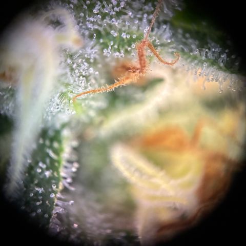Pineapple Kush #2 growlog timeline photo