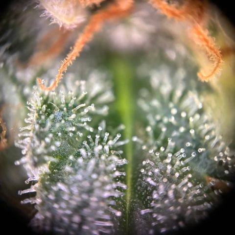 Pineapple Kush #2 growlog timeline photo