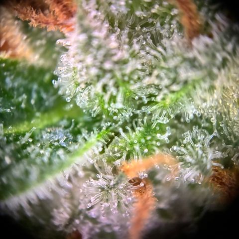 Pineapple Kush #2 growlog timeline photo