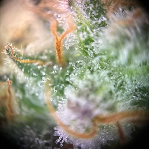 Pineapple Kush #1 growlog timeline photo