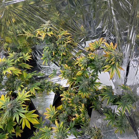 Pineapple Kush #1 growlog timeline photo