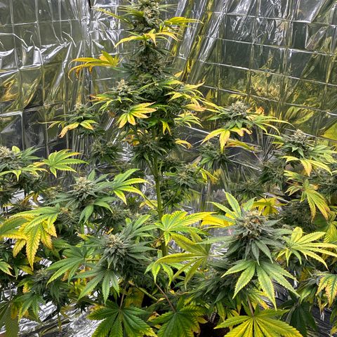 Pineapple Kush #2 growlog timeline photo