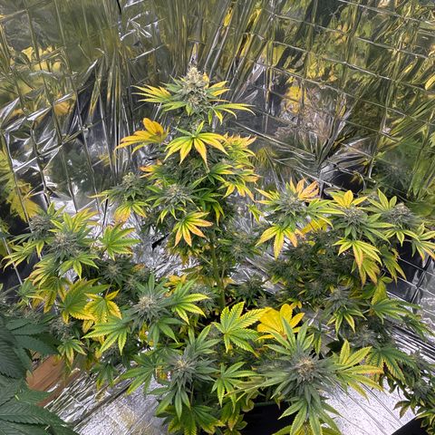 Pineapple Kush #2 growlog timeline photo