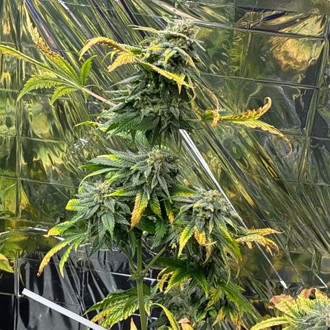 Pineapple Kush #1 growlog timeline photo
