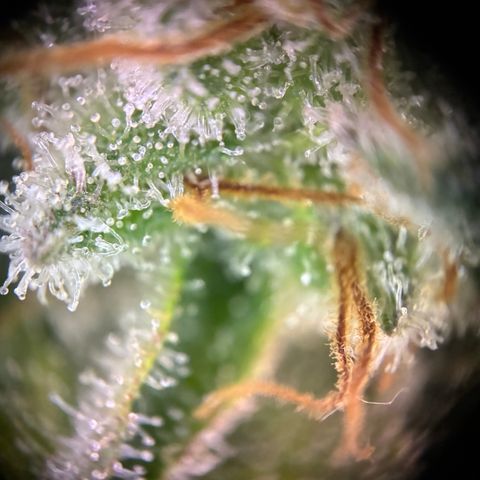 Pineapple Kush #1 growlog timeline photo